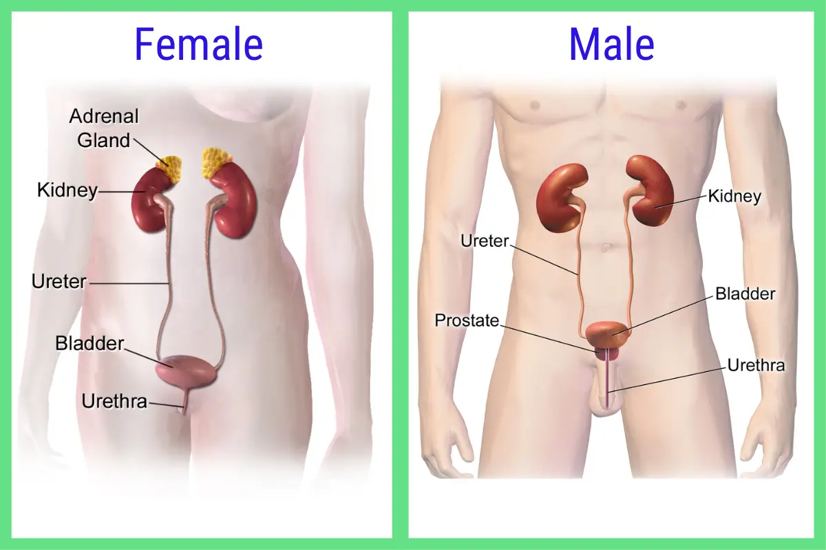 a side by side comparison of the male and female urinary system of humans