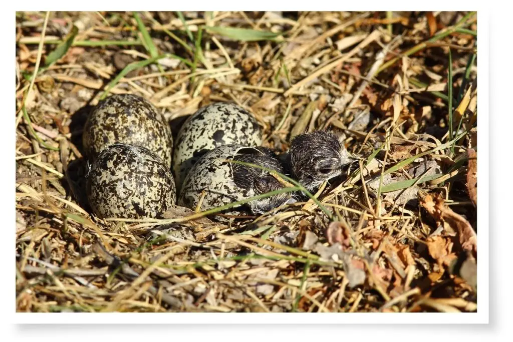 a killdeer hatchling bursting from its egg with three other eggs in a nest of dry grass and sticks