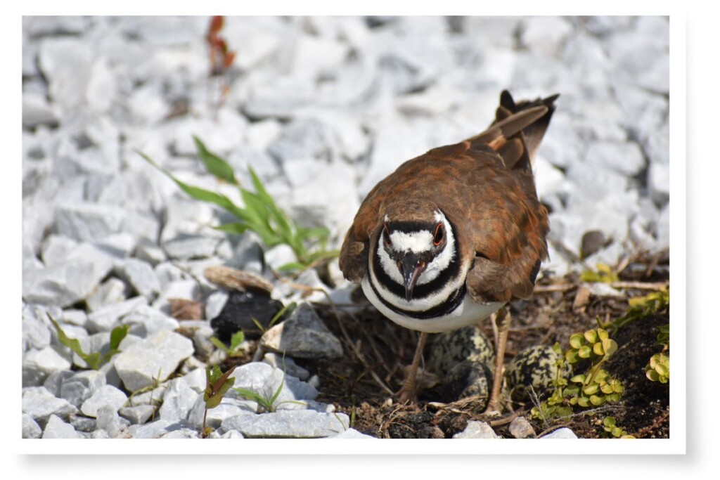 a killdeer bird standing over its nest which has three brown and black eggs in it