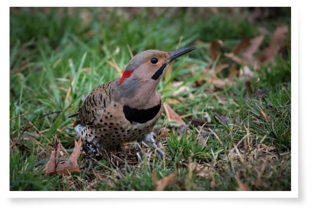 a northern flicker bird standing on grass looking to the right