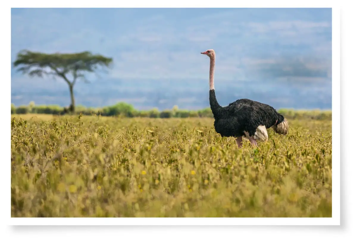 an Ostrich standing in a field of tall grass with a tree visible in the background