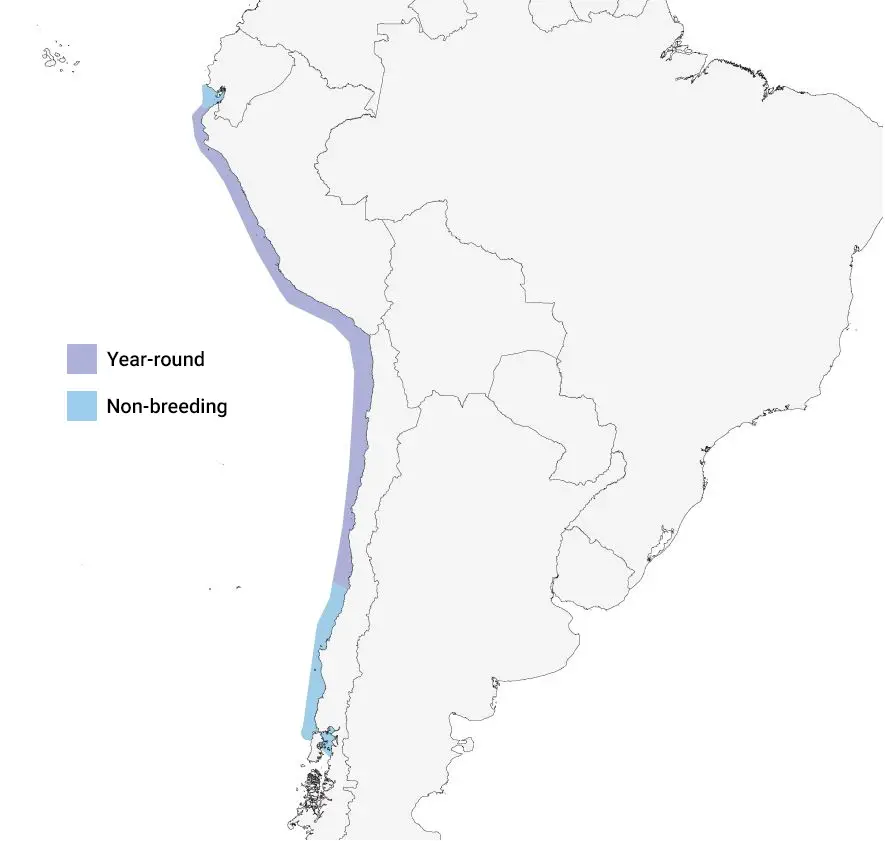 a map of South America showing the distribution of the Peruvian Pelican