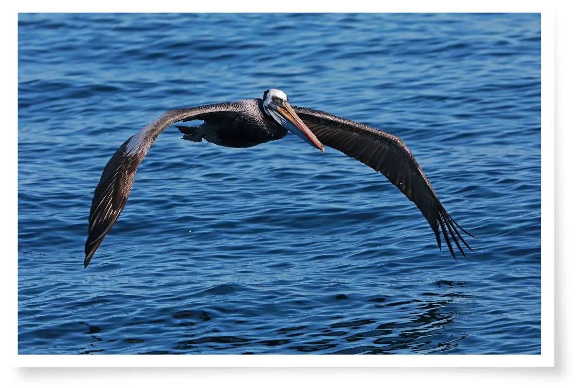 a Peruvian Pelican in flight over blue water.