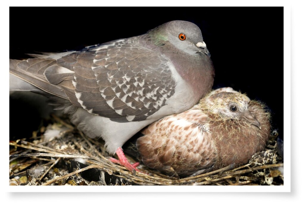 a pigeon sitting on its chick in the nest