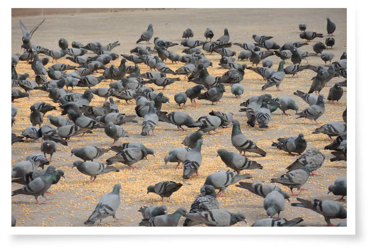 a flock of pigeons eating seed off the ground