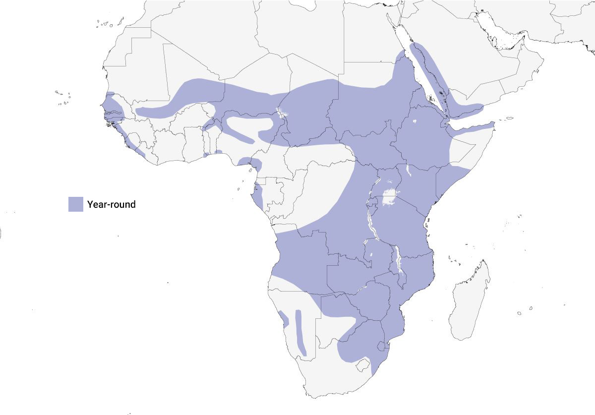 a map of Africa showing the distribution of the Pink-backed pelican