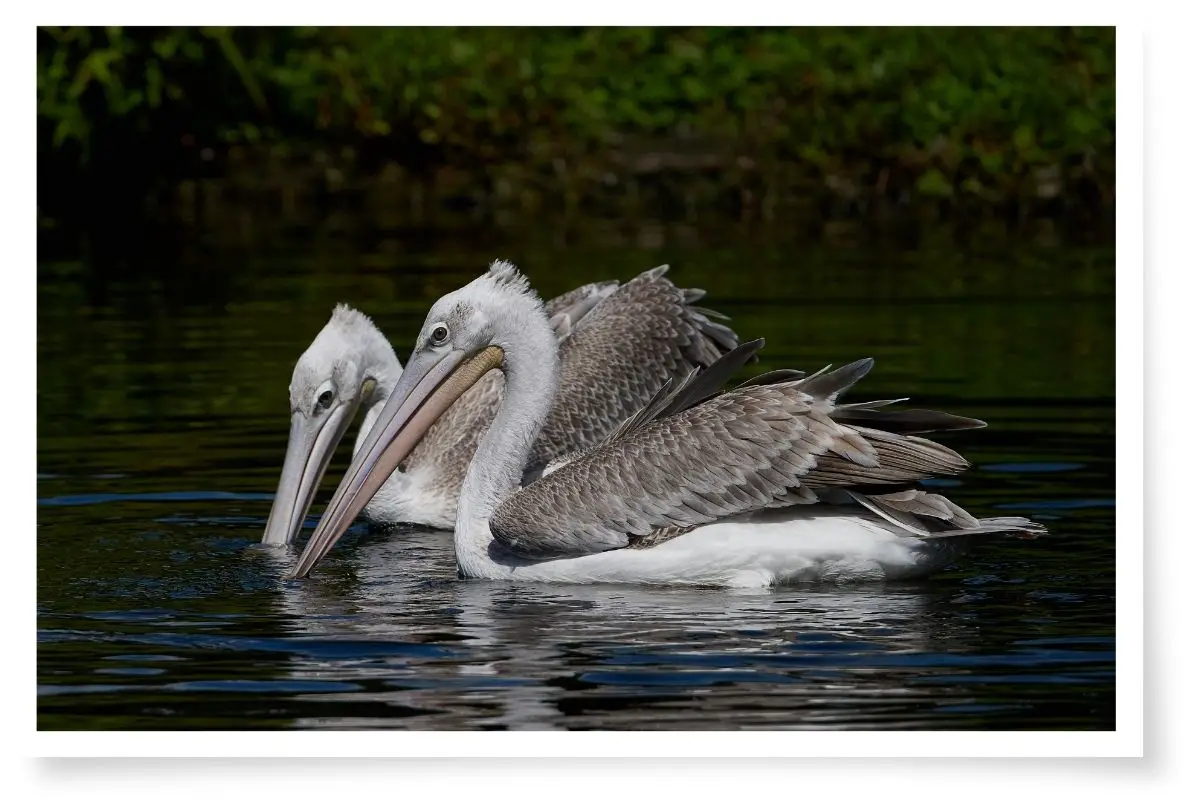 two pink-backed pelicans swimming with their beaks in the water