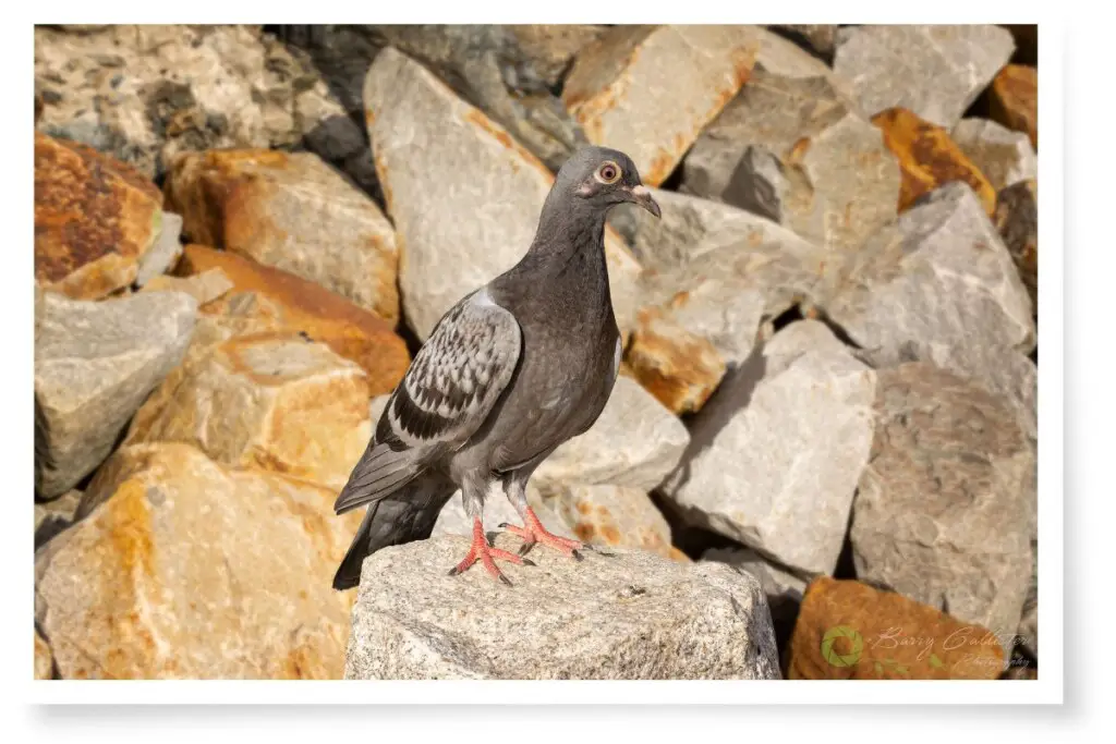 a rock pigeon standing on a large granite rock with other rocks in the background