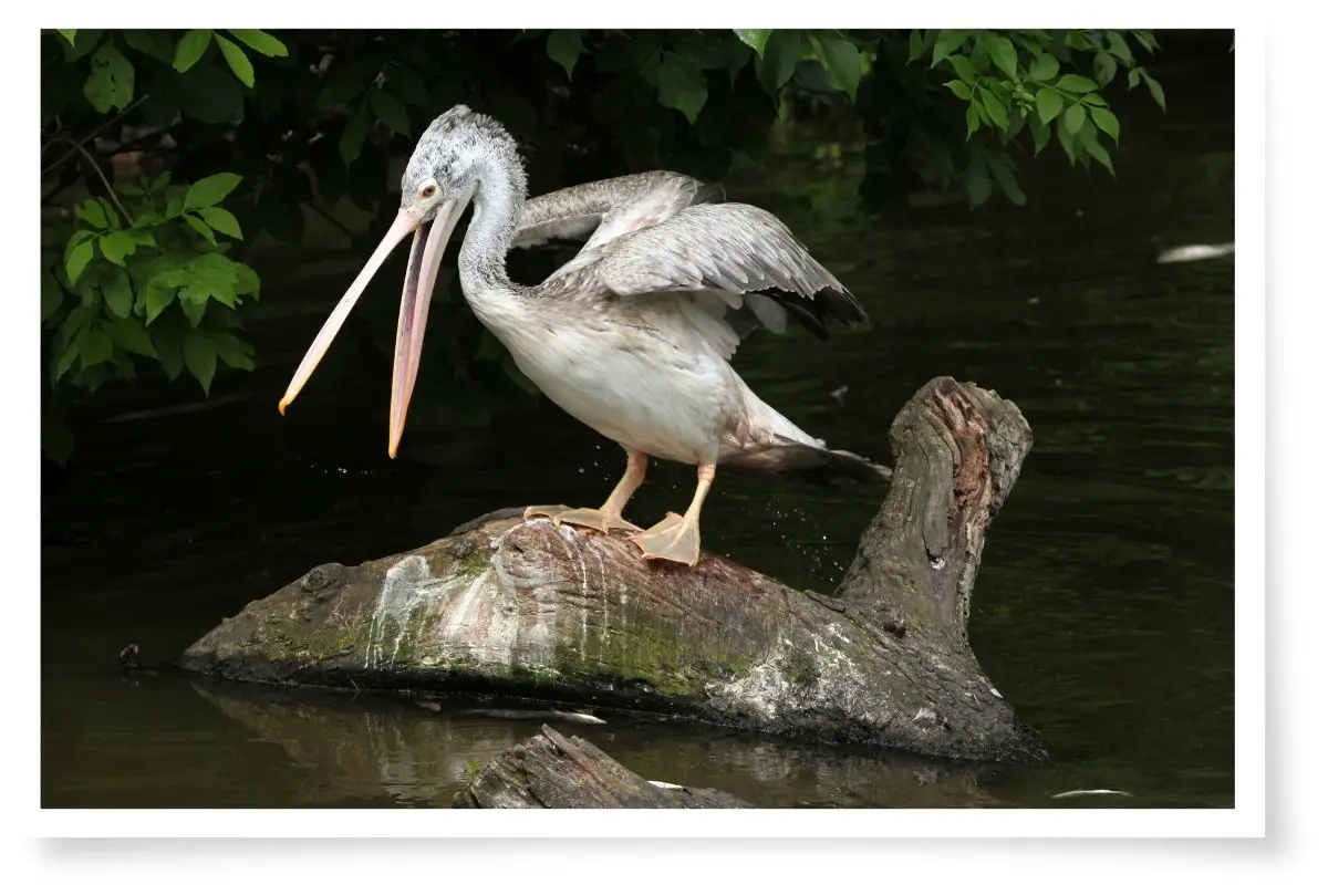 a Spot-billed Pelican standing on a log in a river. The bird has its wings slightly spread and its beak open