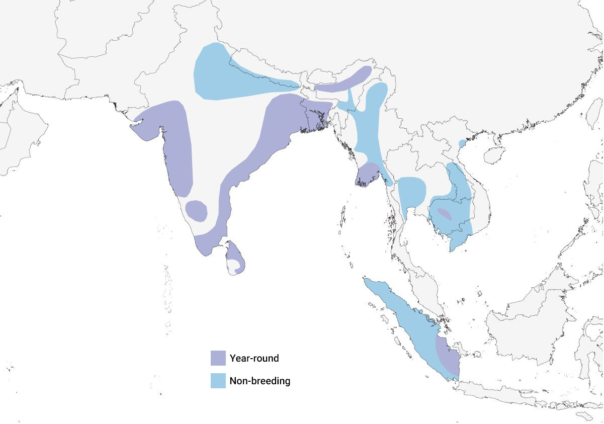 a map of Asia showing the distribution of the Spot-billed Pelican