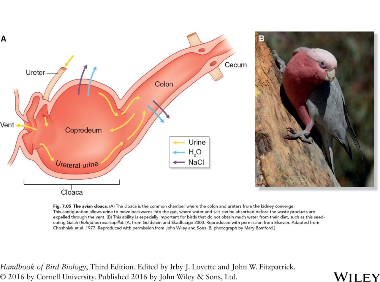 a diagram of the avian cloaca showing the flow of urine, water, and sodium chloride. There is an image of a Galah clinging to a tree trunk beside the diagram