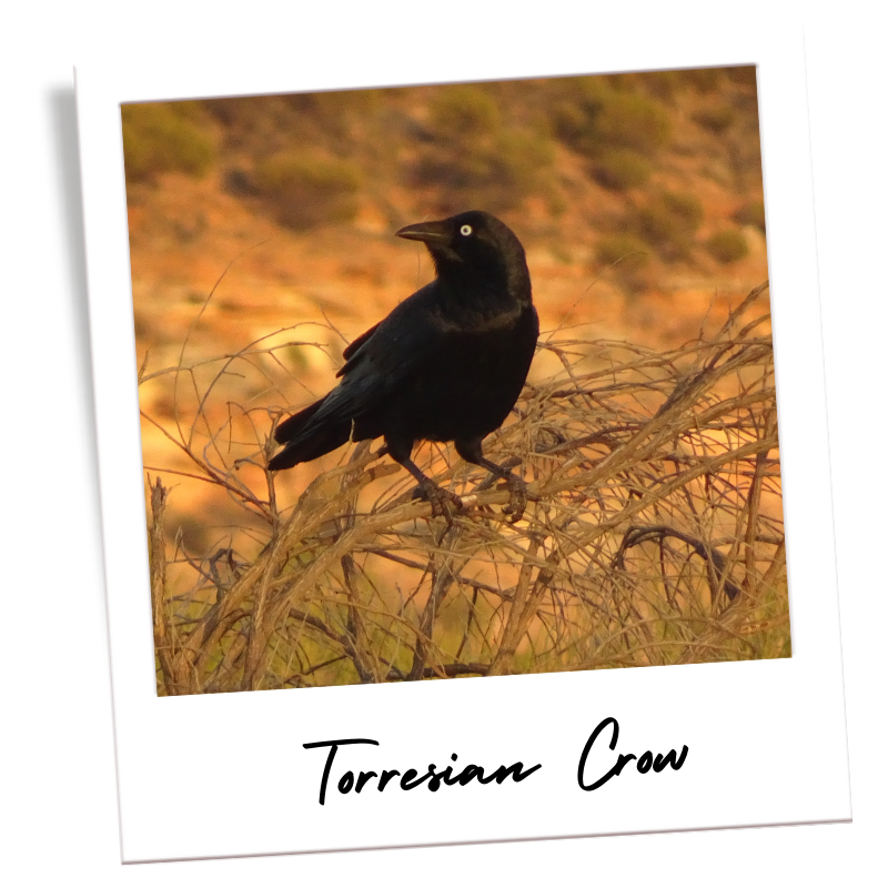 a torresian crow perched on  sticks inside of a frame that looks like a polaroid