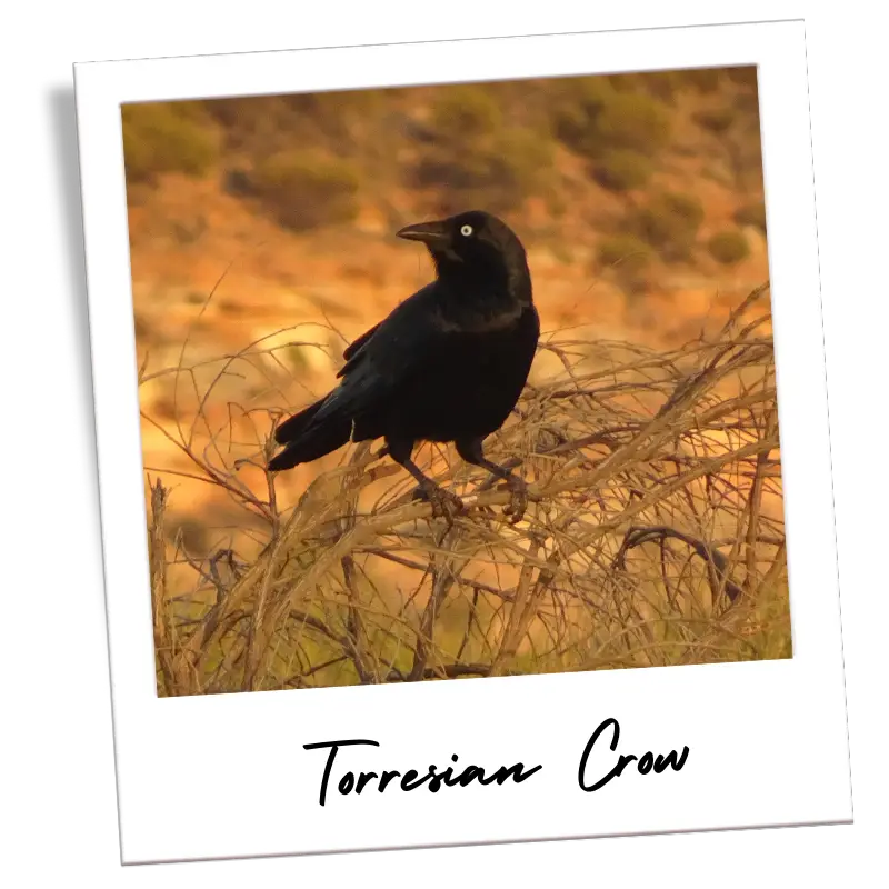 a torresian crow perched on  sticks inside of a frame that looks like a polaroid