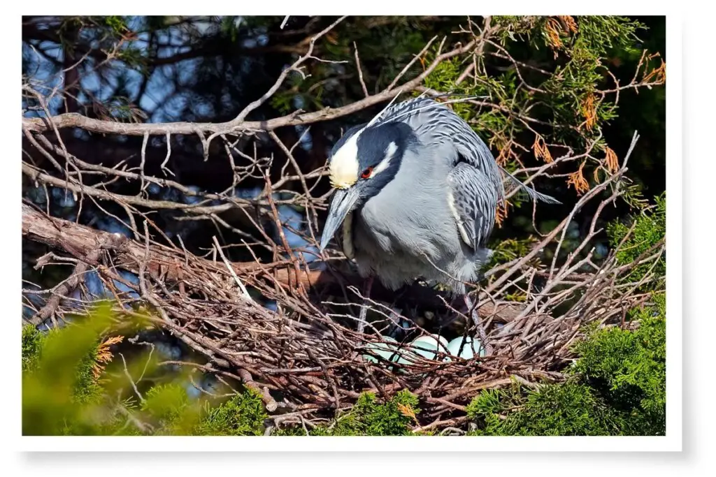 a yellow-crowned night heron standing over its eggs in a nest