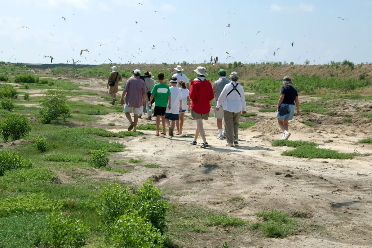 a group of bird watchers walking in a field with birds flying all around