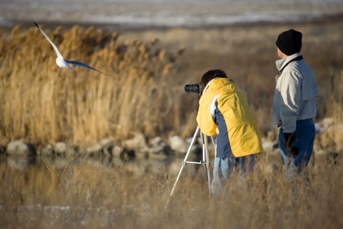 a couple watching and photographing birds