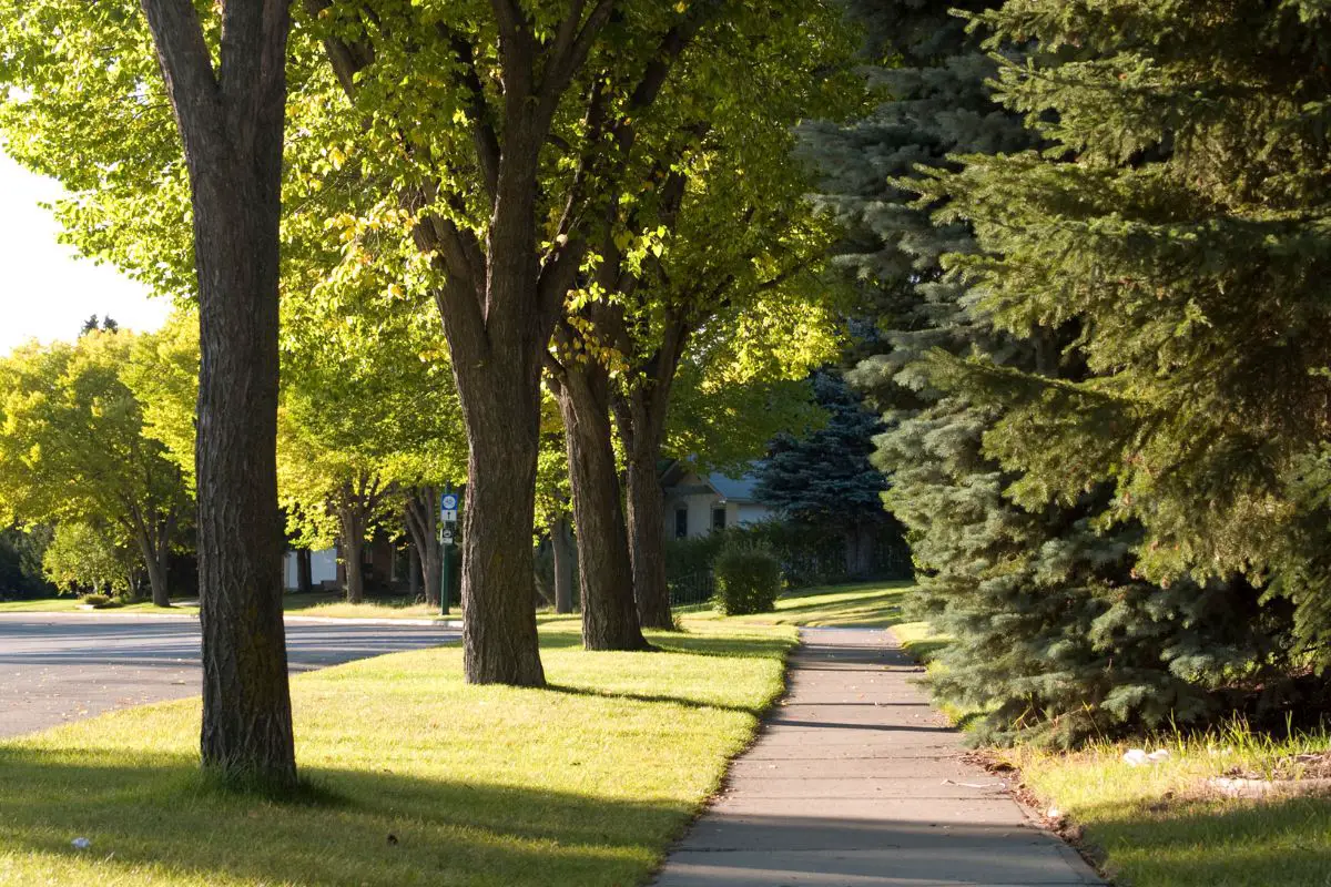 a neighborhood street lined with trees