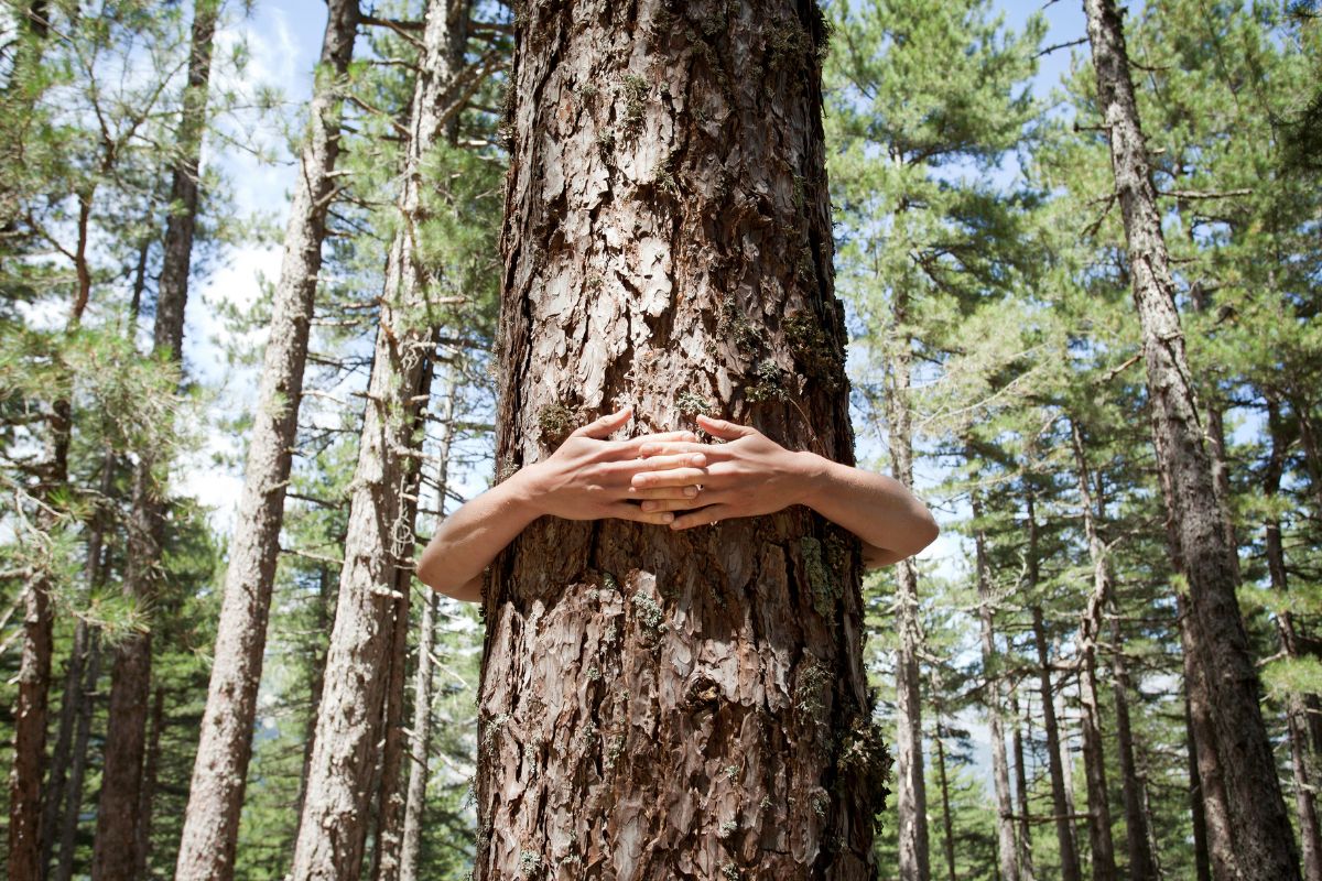 male hands hugging a tree