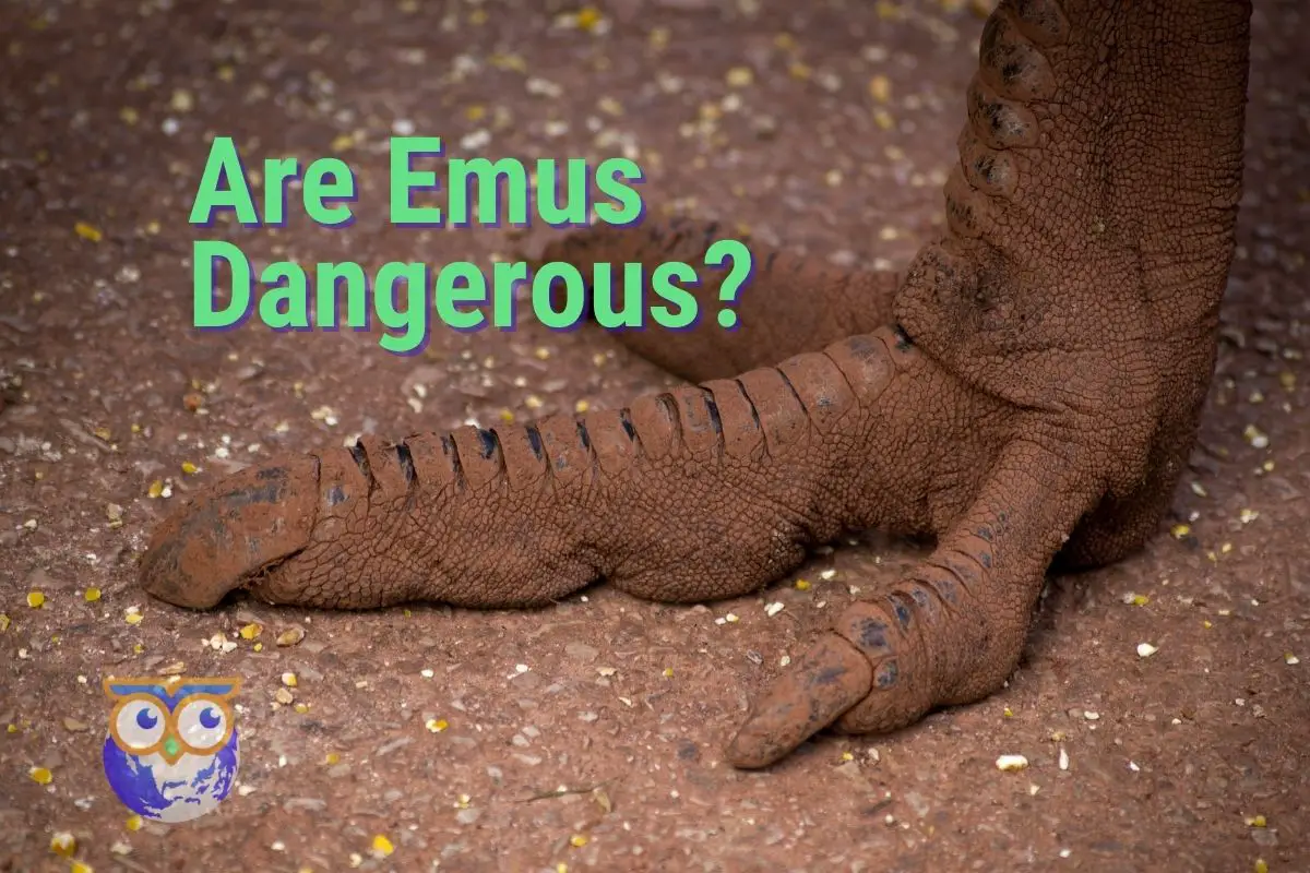 an emu foot with the text Are Emus Dangerous? in green