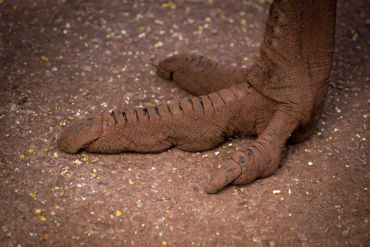 a close-up of an Emu's foot showing the huge center toe with a dangerous claw