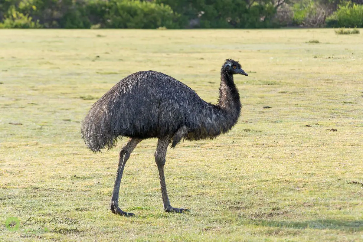 an Emu walking in a grassy field
