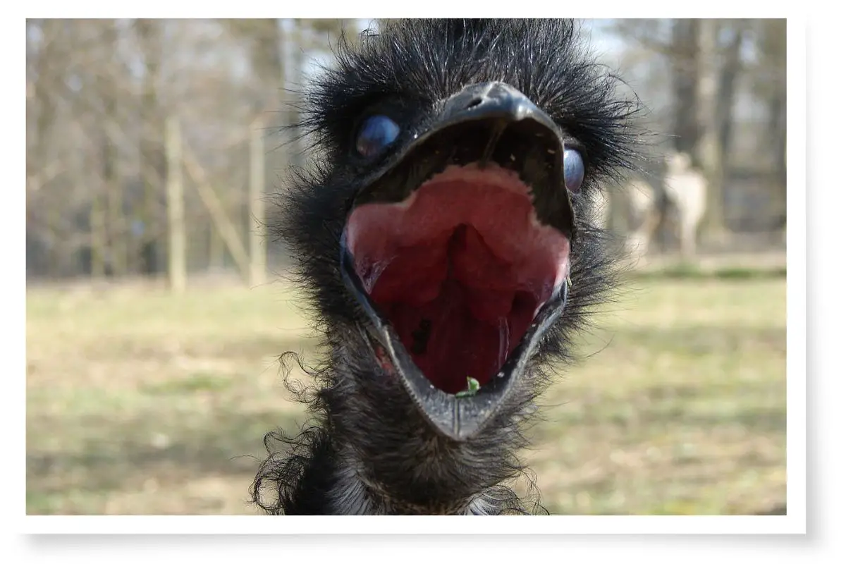 an emu with its beak wide open at the camera