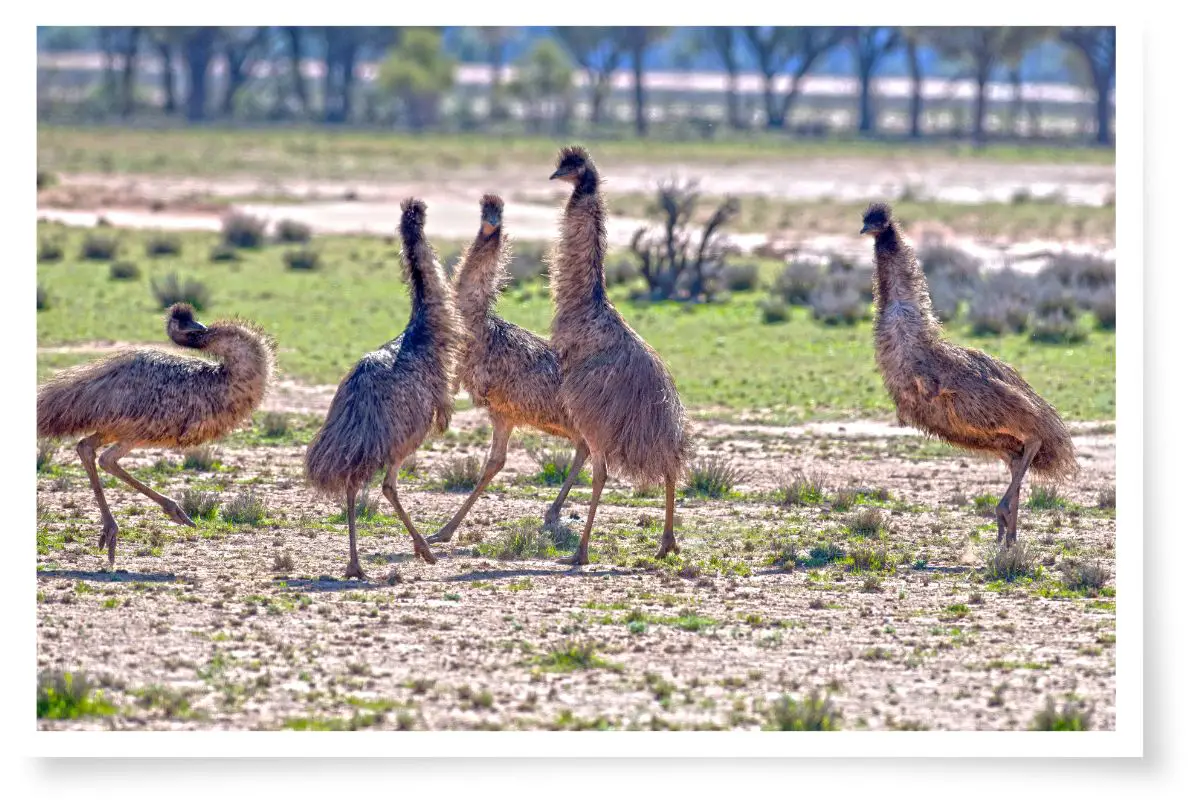 five emus fighting in a field