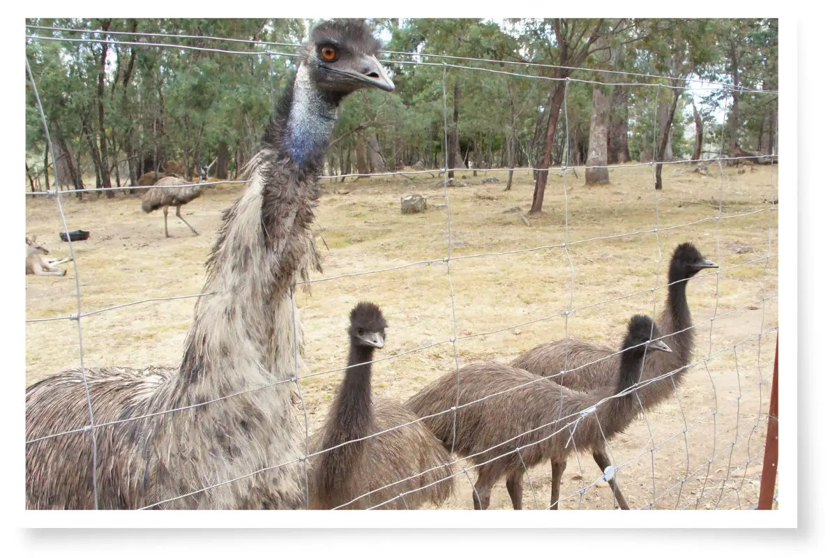 emus behind the fence of an enclosure