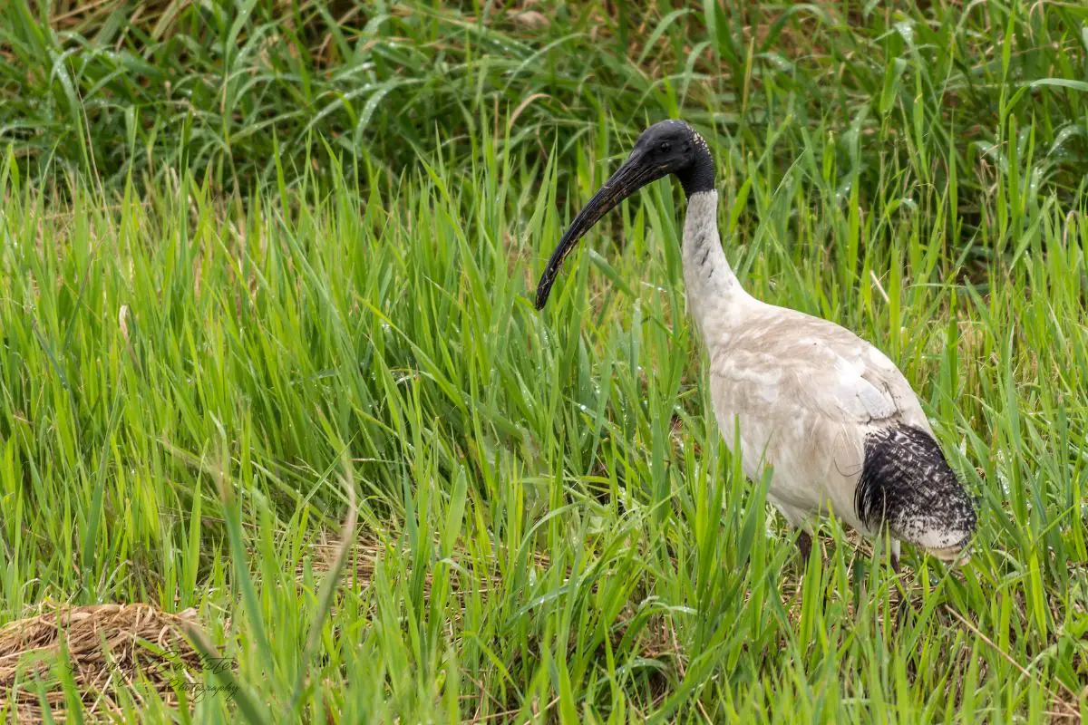 a White Ibis also known as a Bin Chicken