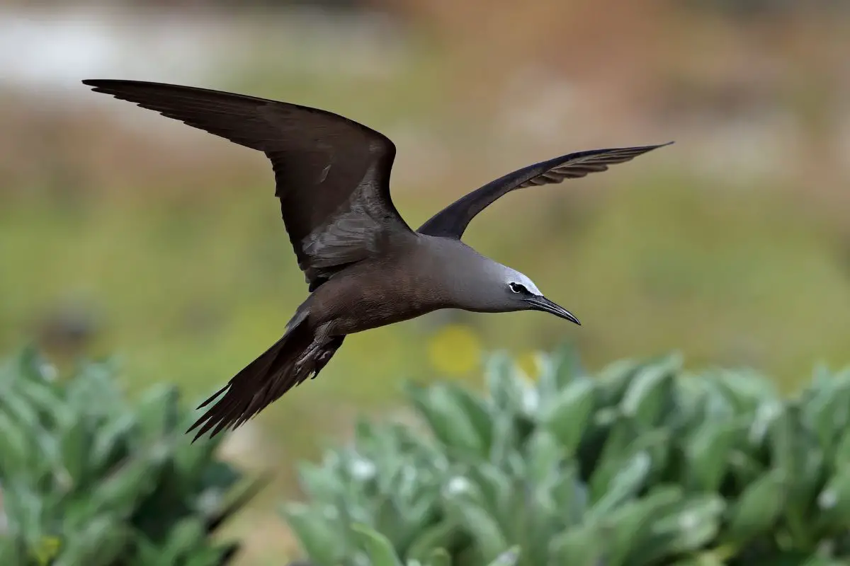 a common noddy in flight