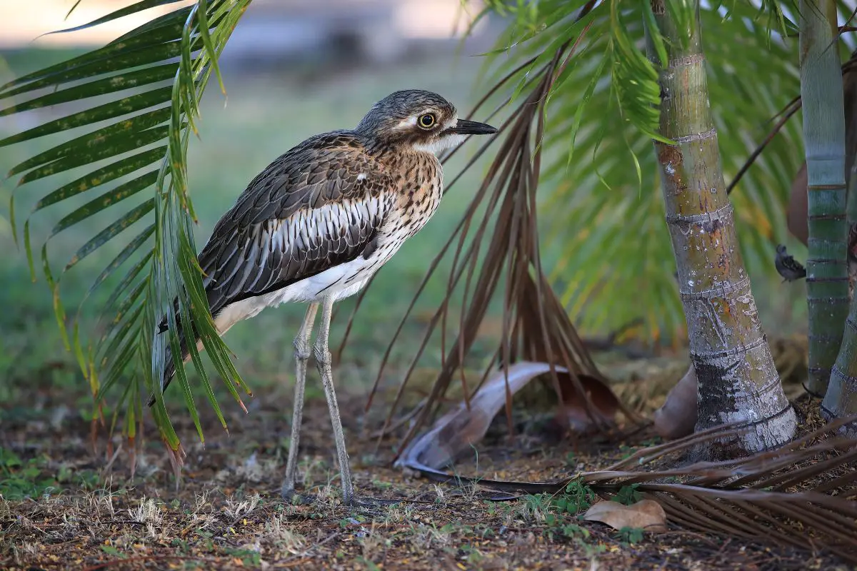 a Bush Thick-knee standing under a palm tree