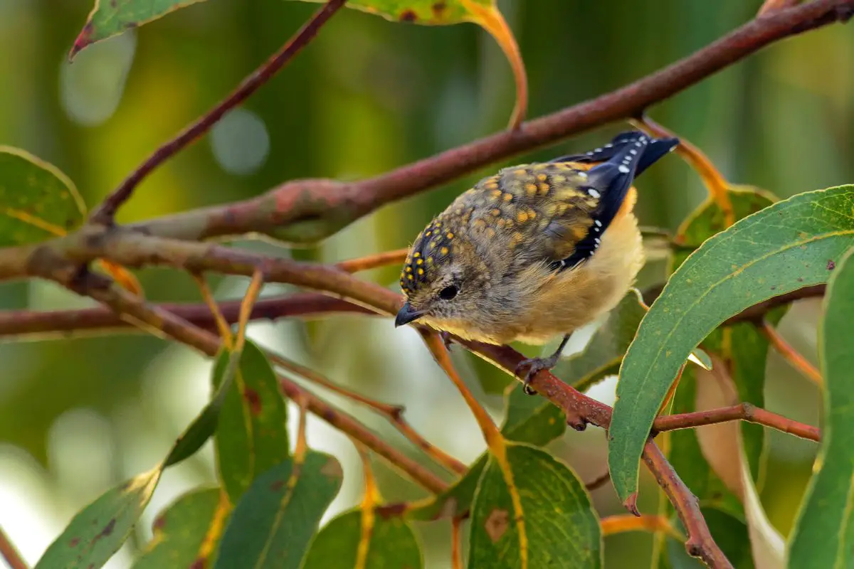 a Forty-spotted Pardalote perched in a gum tree