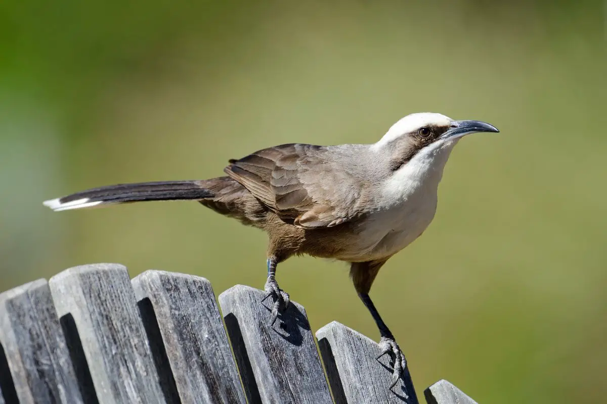 a Gray-crowned Babbler