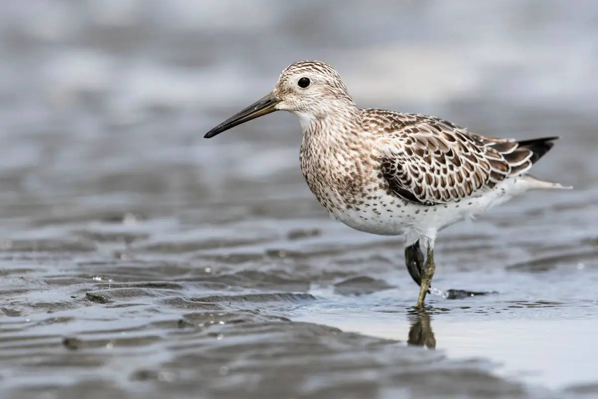 a Great Knot bird wading in water