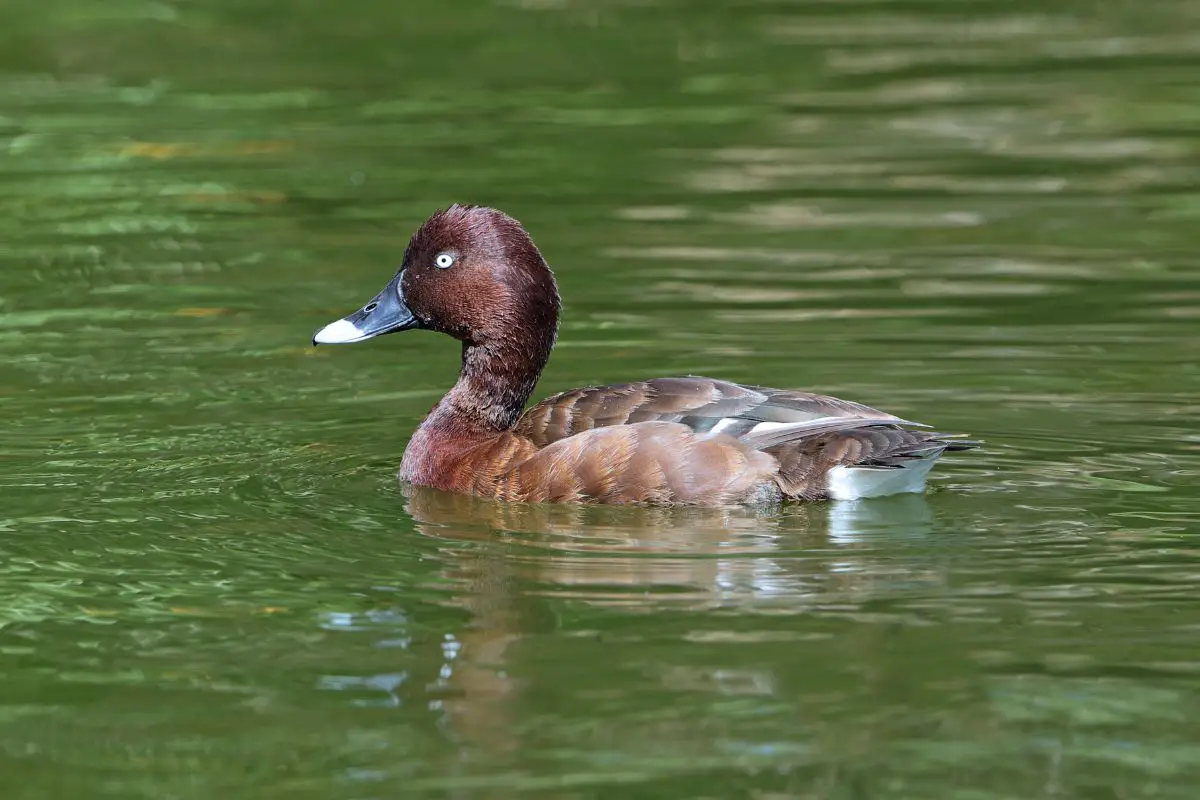 a Hardhead duck swimming