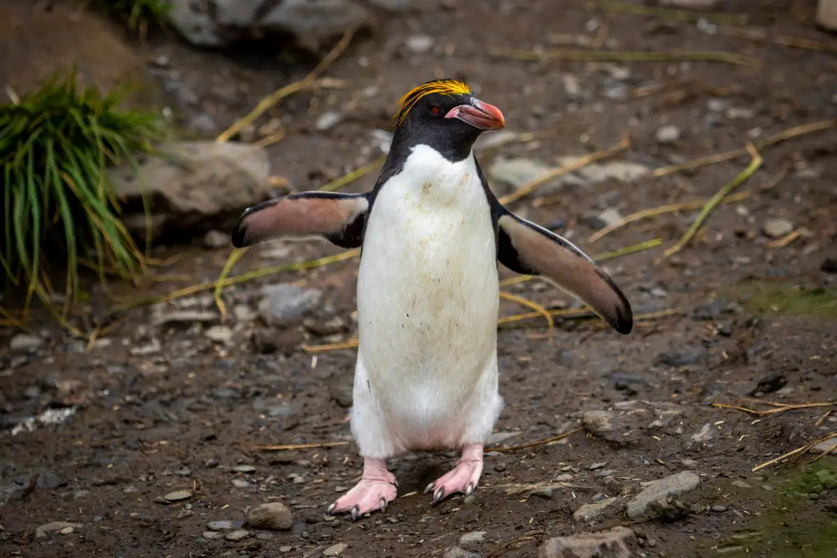 a Macaroni penguin