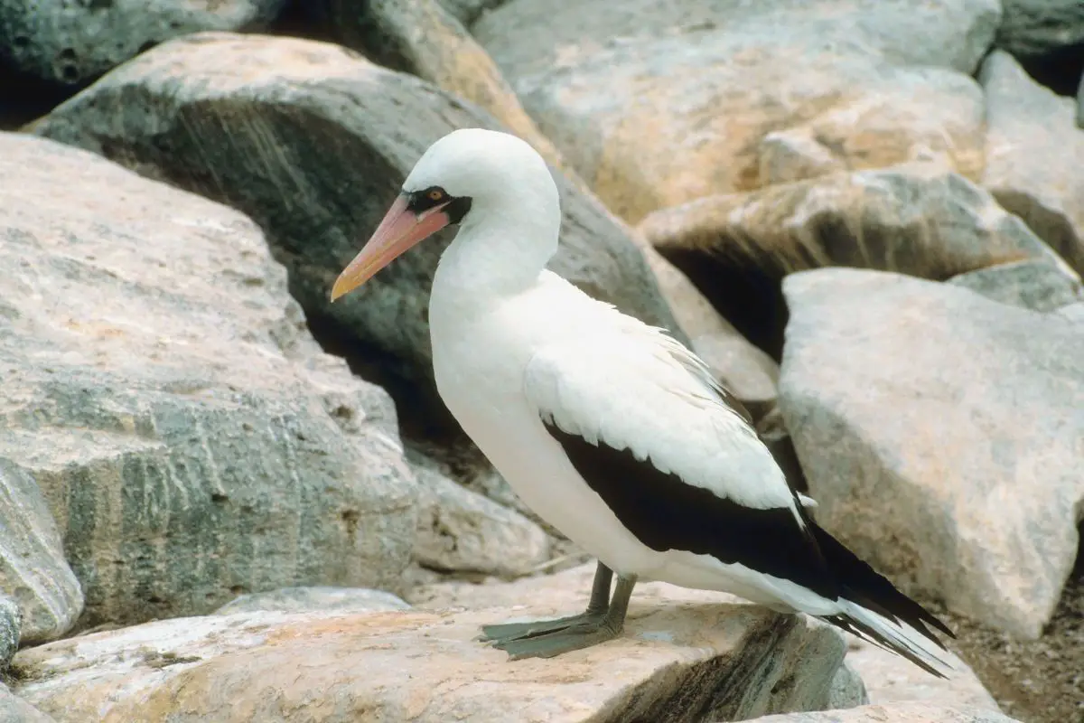 a masked booby bird standing on a rock