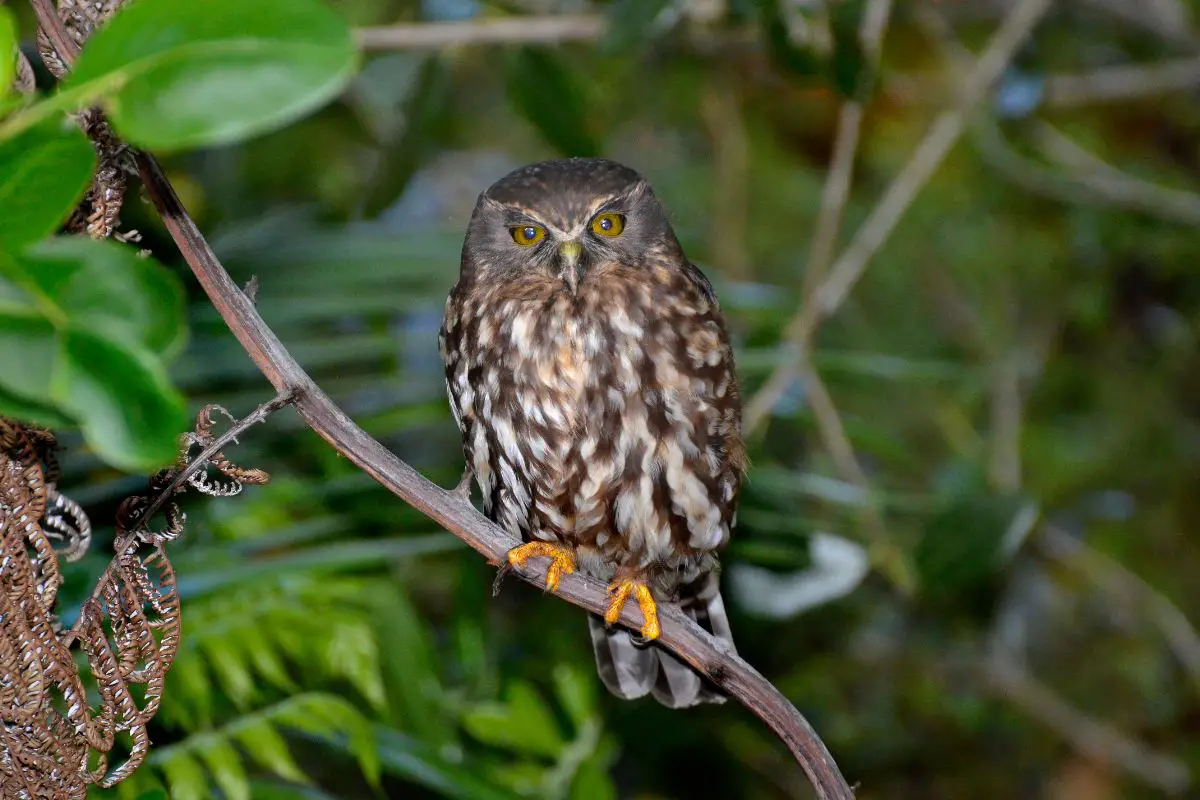 a Morepork bird perched on a fern frond