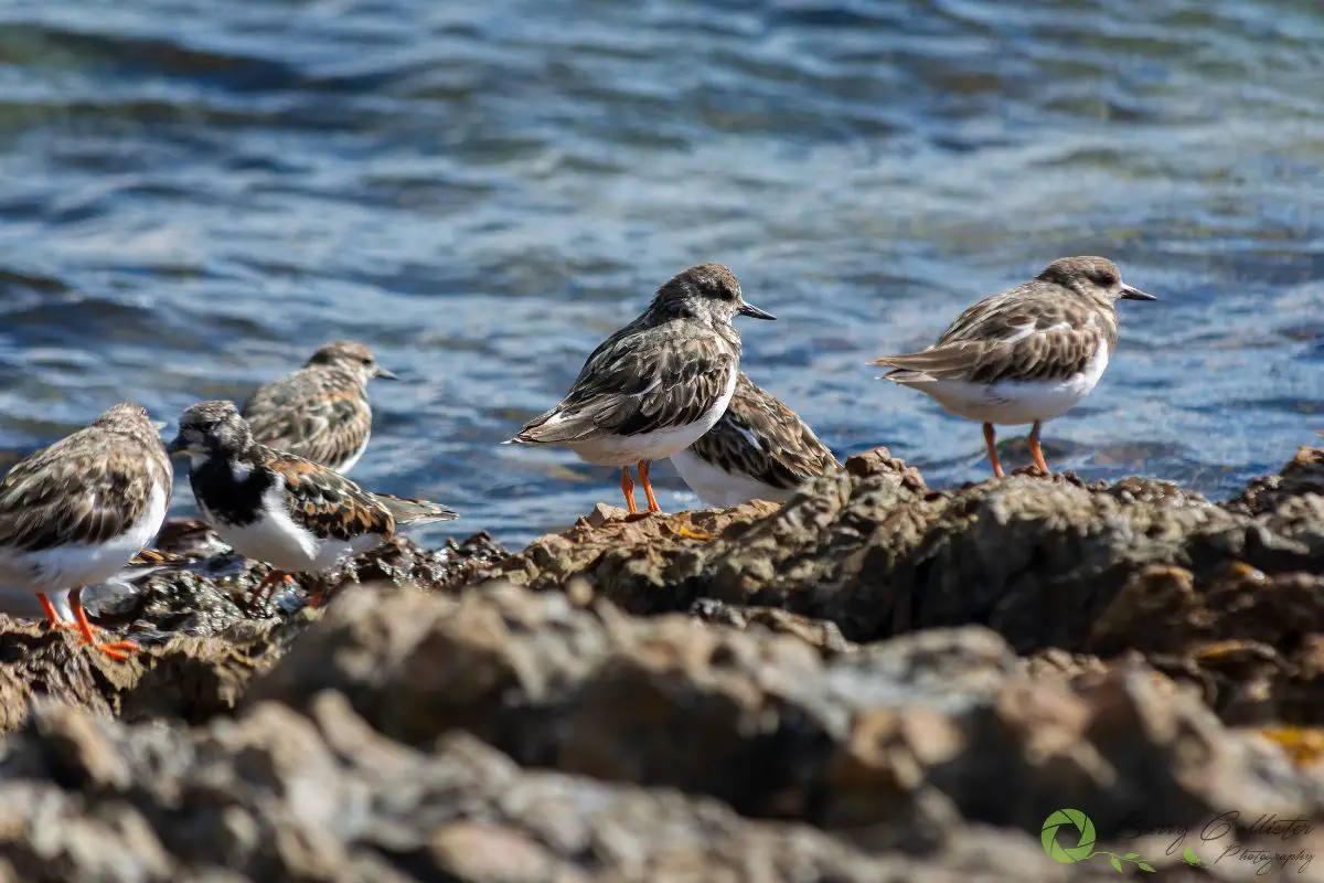 Ruddy Turnstone birds on rocks by the water