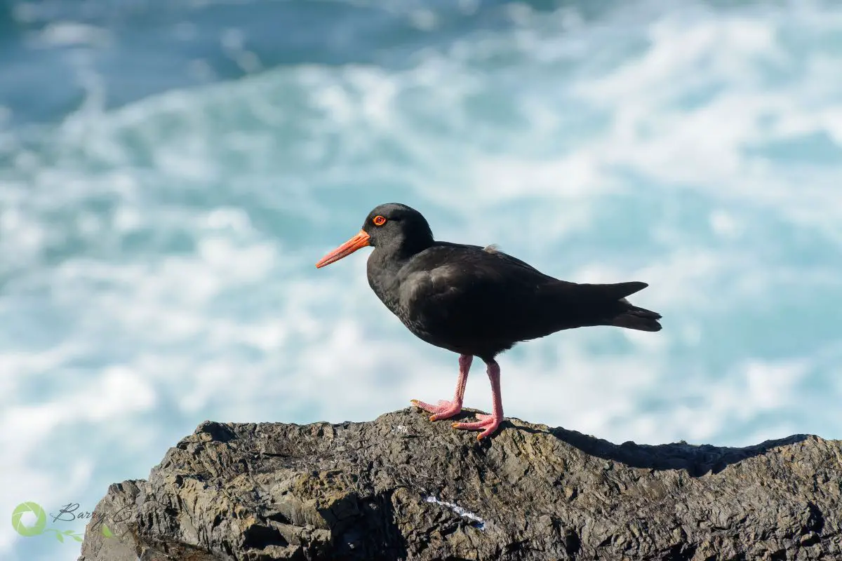 a Sooty Oystercatcher standing on a rock