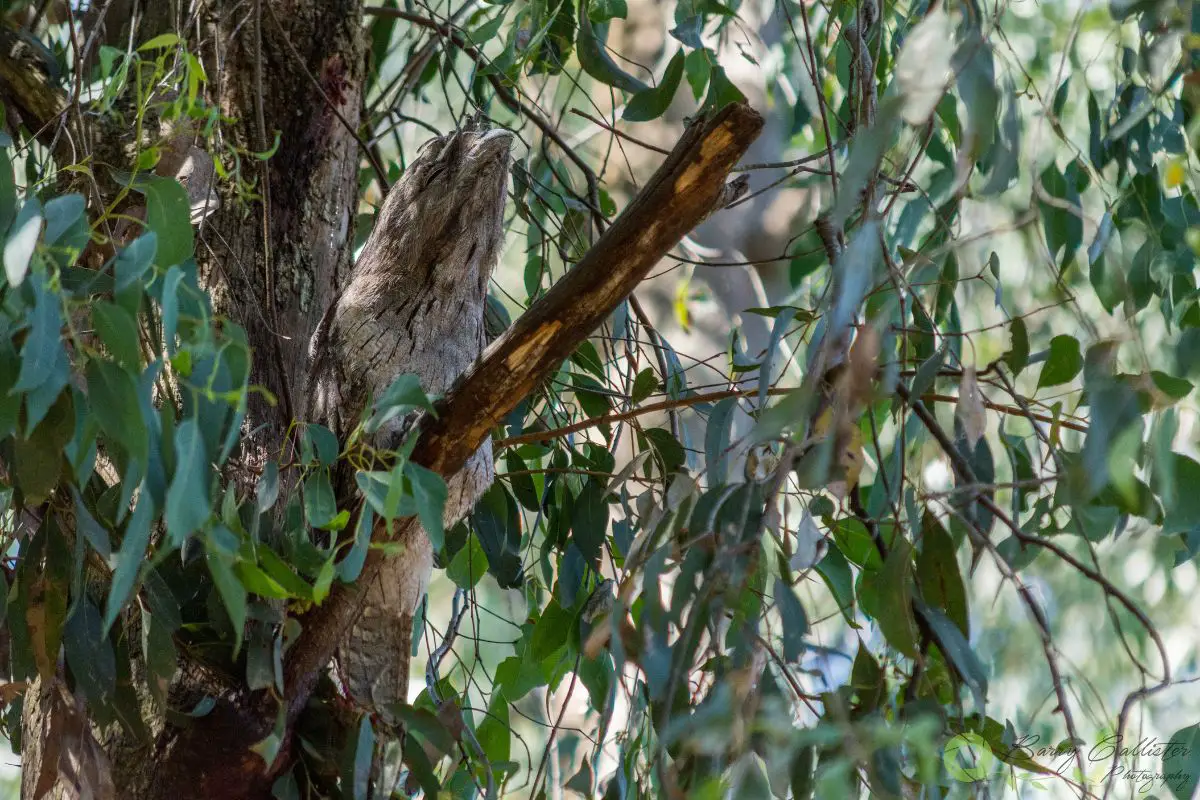 a Tawny Frogmouth bird camouflaging in a tree