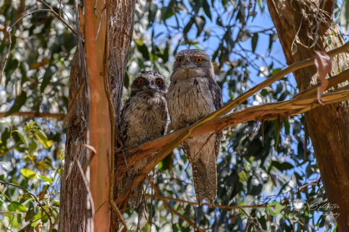 two Tawny Frogmouth birds perched in a gum tree