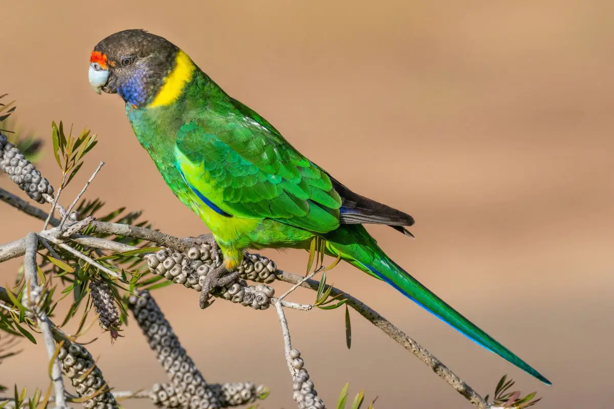 a Twenty-eight Parrot perched in a tree