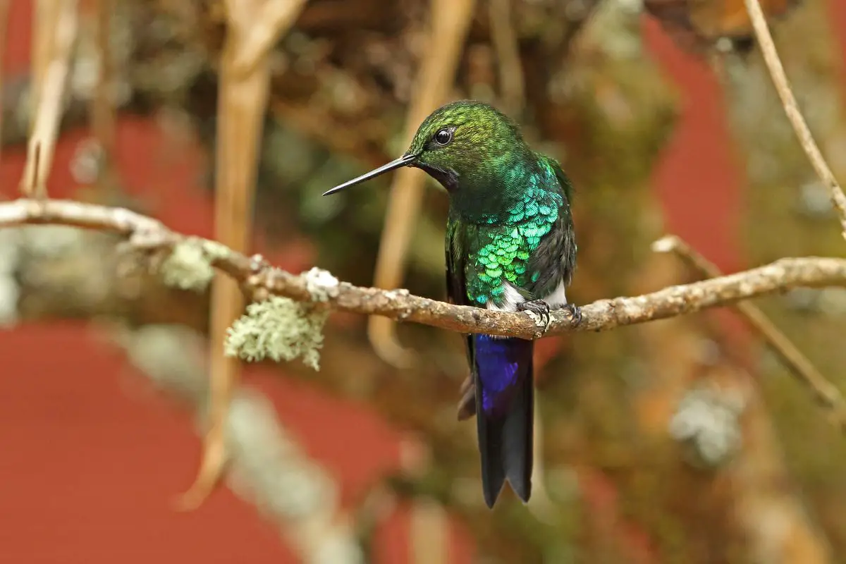 a glowing puffleg bird perched on a branch