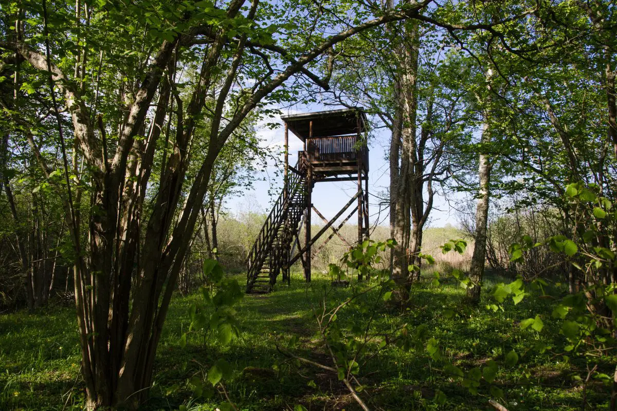 a tower bird blind in a woods