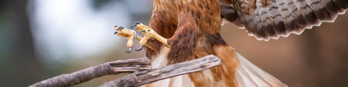 a close-up of the talons of a Long-legged Buzzard as it comes into land on a branch