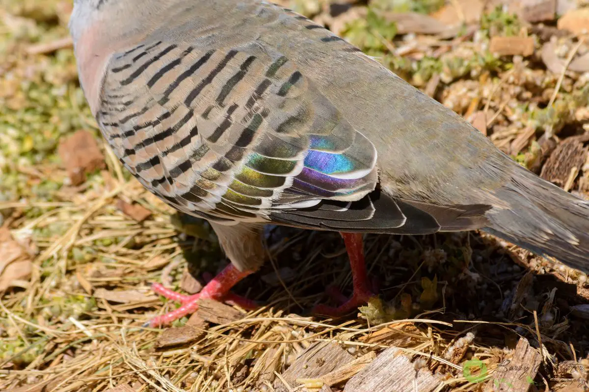 a close up of the wing feathers of a Crested Pigeon showing the color they reflect in the sun