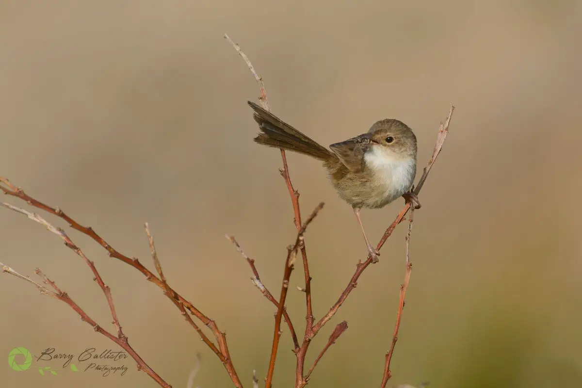 a female Red-backed Fairywren perched on a sticky bush with an insect in her beak