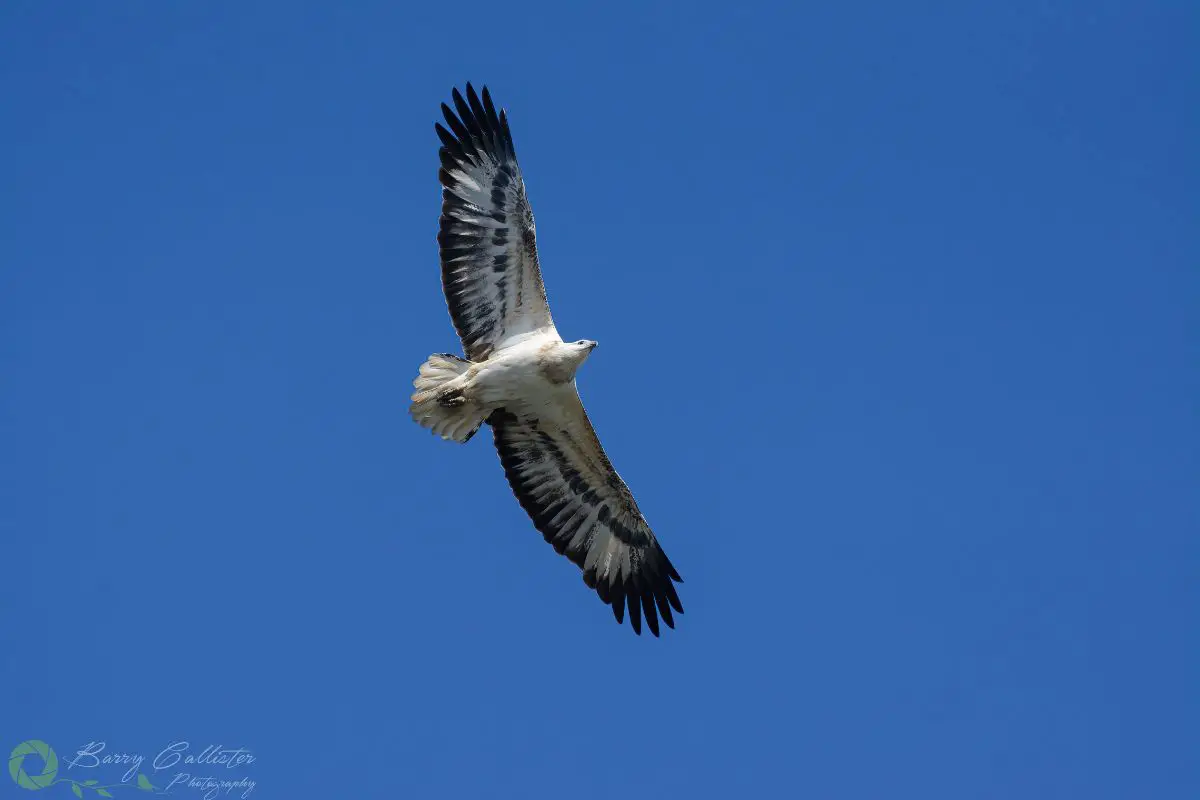 a juvenile White-bellied Sea Eagle flying in clear blue sky