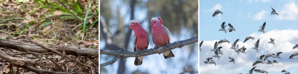 from left to right, a bassian thrush, two galahs, and silver gulls